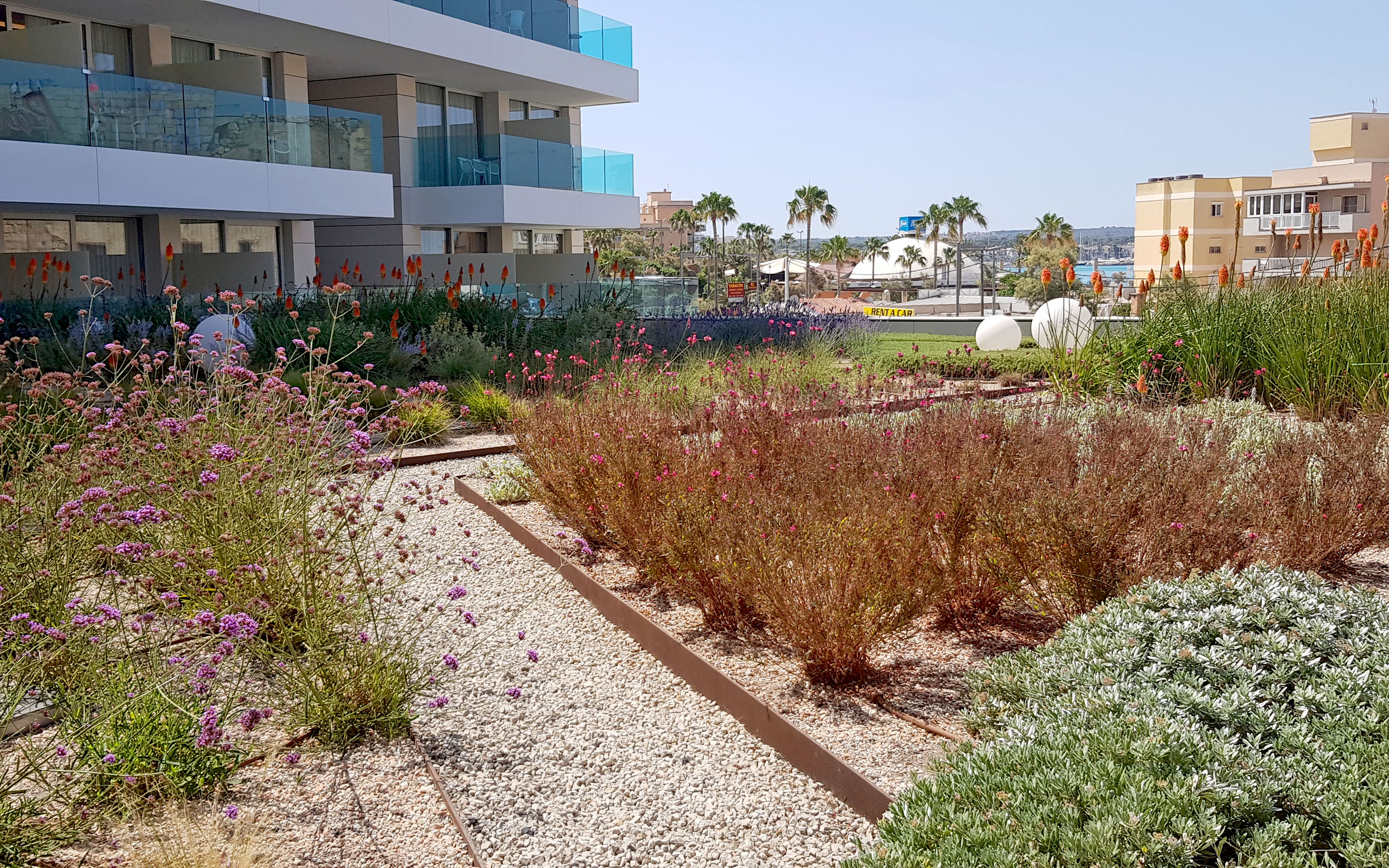 The green roof of the Hotel Gran Playa de Palma is visible from many rooms. Flower beds, among other plants, with steppe candle and Verbena